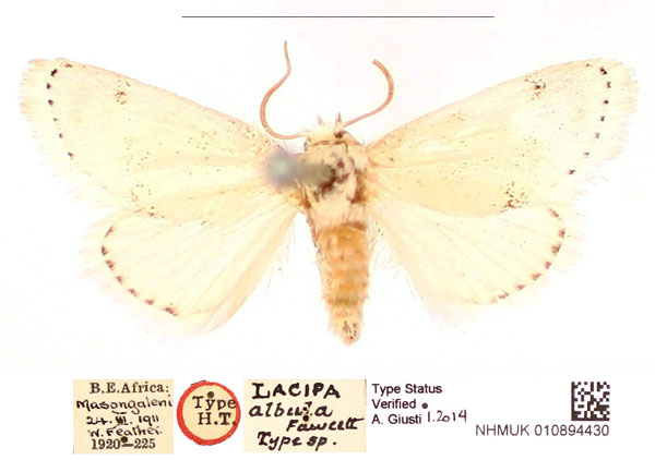 /filer/webapps/moths/media/images/A/albula_Lacipa_HT_BMNH_PoblqGO.jpg