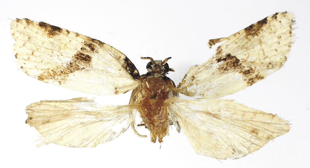 /filer/webapps/moths/media/images/A/albulata_Epichoristodes_HT_RMCA.jpg