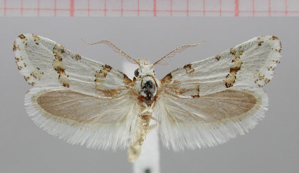 /filer/webapps/moths/media/images/A/albulata_Kariosa_HT_NMNW.jpg