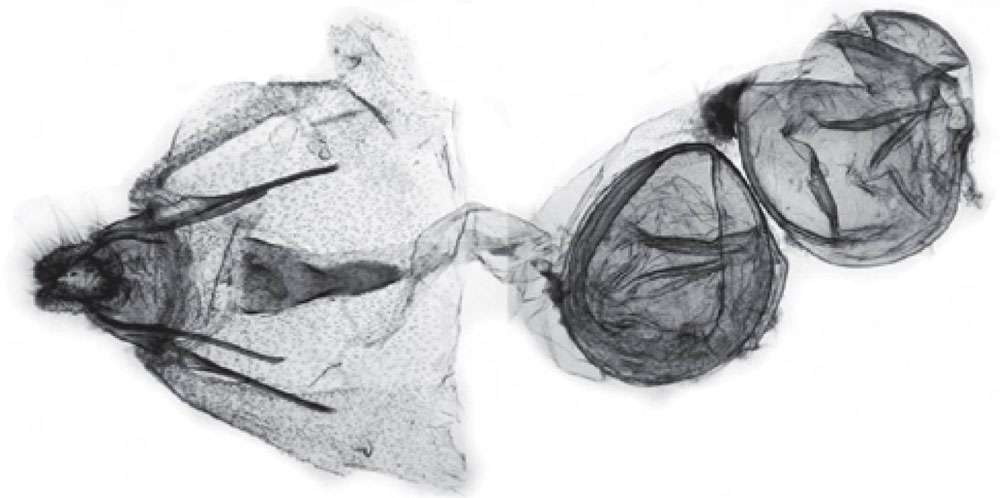 /filer/webapps/moths/media/images/A/albulata_Russograptis_GFHT_Trematerra.jpg