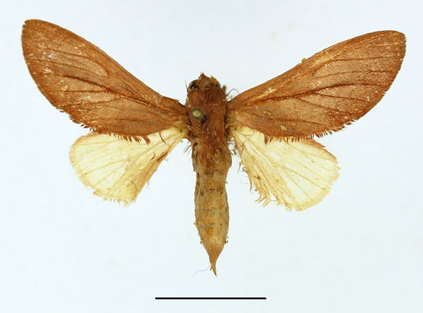 /filer/webapps/moths/media/images/A/albunea_Scalmicauda_AF_Basquin.jpg