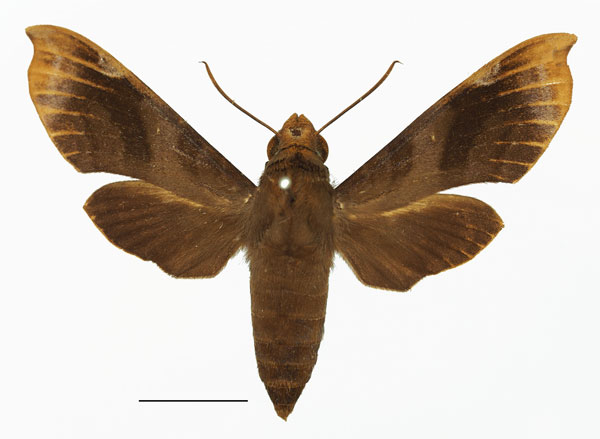 /filer/webapps/moths/media/images/A/albuquerqueae_Temnora_AF_Basquin.jpg