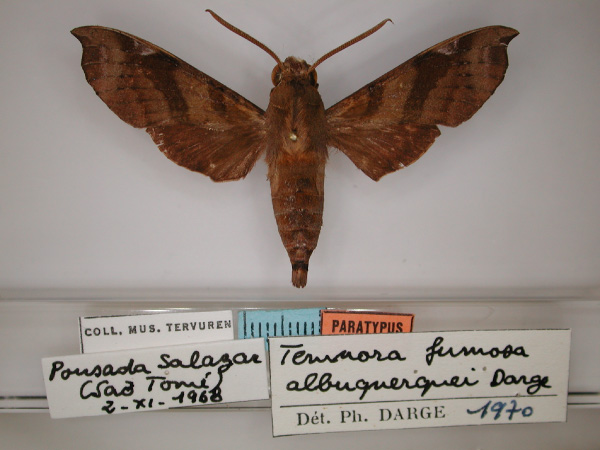 /filer/webapps/moths/media/images/A/albuquerqueae_Temnora_PT_RMCA_01.jpg