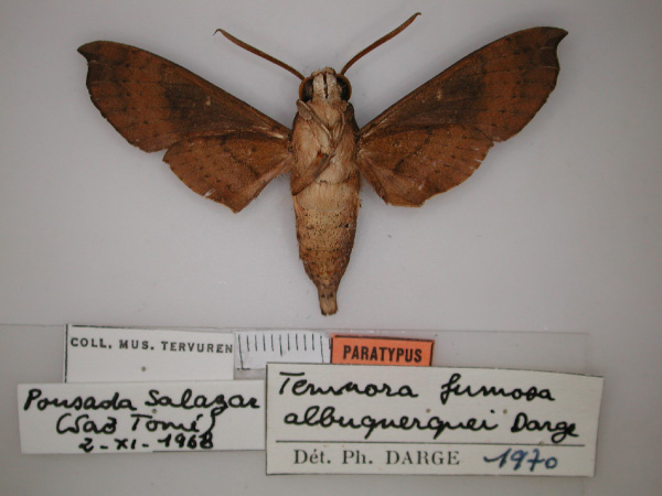 /filer/webapps/moths/media/images/A/albuquerqueae_Temnora_PT_RMCA_02.jpg
