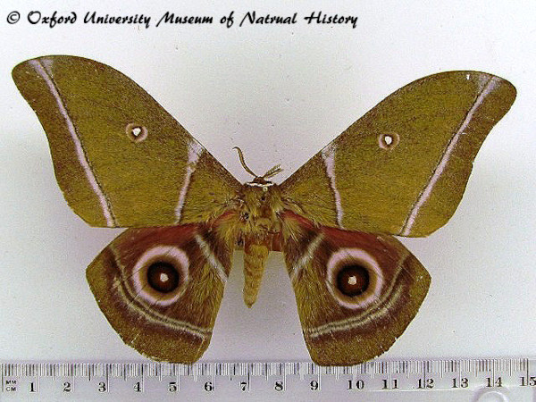 /filer/webapps/moths/media/images/A/alcestris_Gonimbrasia_AF_OUMNH_02.jpg