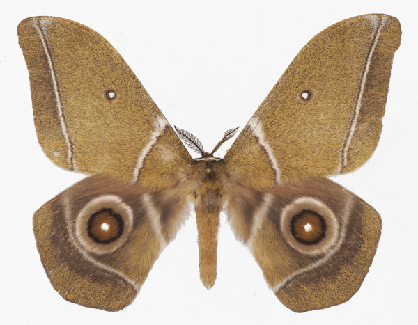 /filer/webapps/moths/media/images/A/alcestris_Gonimbrasia_AM_Basquina.jpg