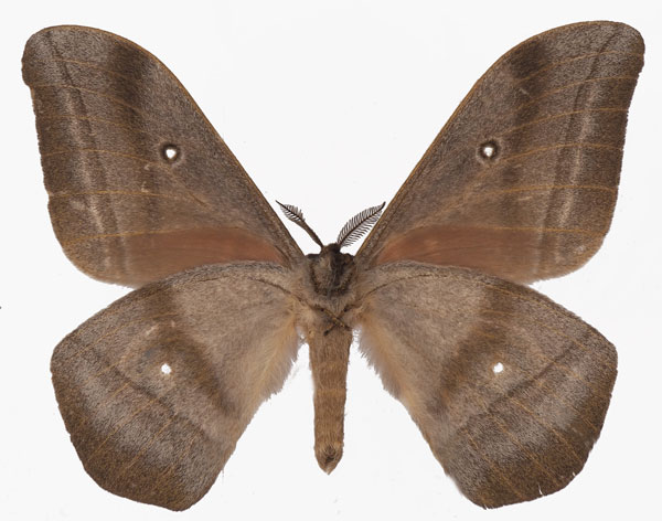 /filer/webapps/moths/media/images/A/alcestris_Gonimbrasia_AM_Basquinb.jpg