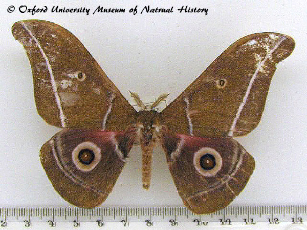 /filer/webapps/moths/media/images/A/alcestris_Gonimbrasia_AM_OUMNH_01.jpg