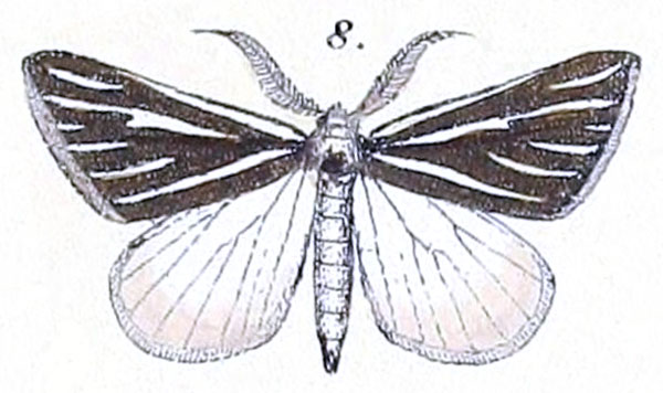 /filer/webapps/moths/media/images/A/alcidata_Maenas_HT_Felder_1875_129-8.jpg
