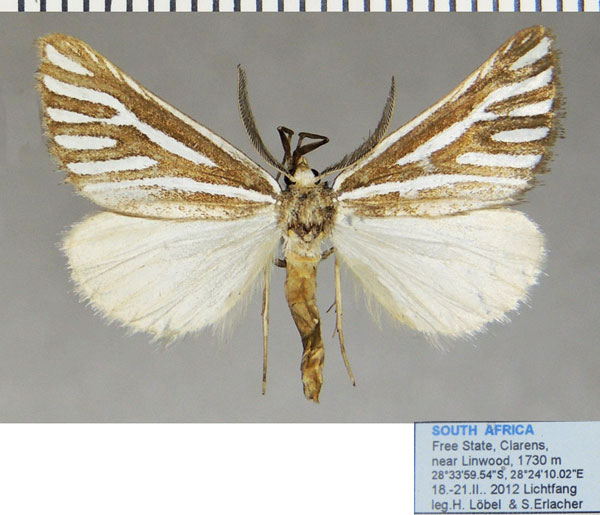 /filer/webapps/moths/media/images/A/alcidata_Pseudomaenas_AM_ZSM.jpg