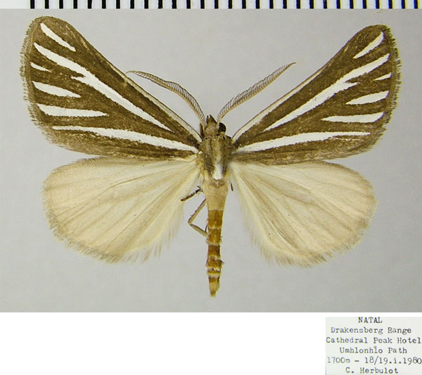 /filer/webapps/moths/media/images/A/alcidata_Pseudomaenas_AM_ZSMa.jpg