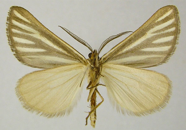/filer/webapps/moths/media/images/A/alcidata_Pseudomaenas_AM_ZSMb.jpg
