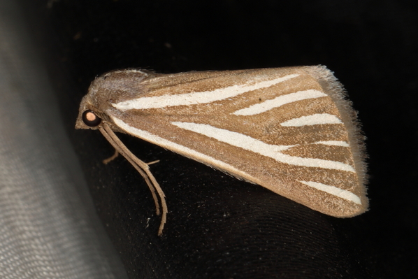 /filer/webapps/moths/media/images/A/alcidata_Pseudomaenas_A_Heyns_02.JPG