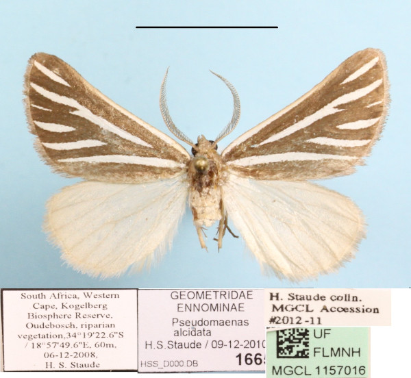 /filer/webapps/moths/media/images/A/alcidata_Pseudomaenas_A_MGCL.JPG