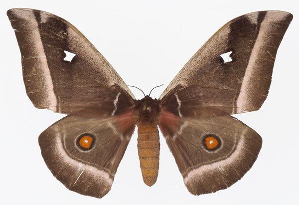 /filer/webapps/moths/media/images/A/alcinoe_Bunaea_AF_Basquina.jpg