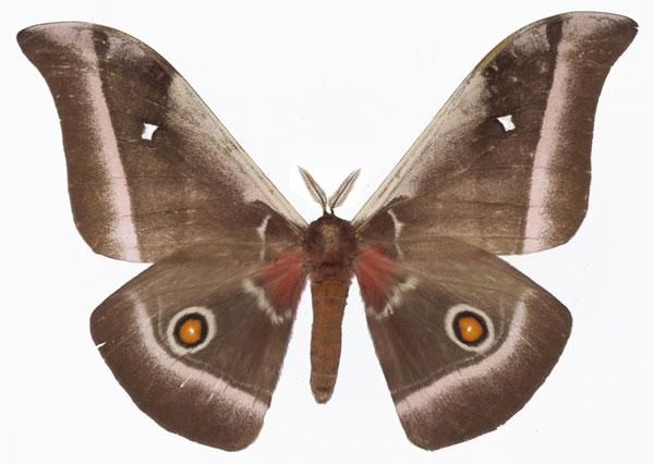 /filer/webapps/moths/media/images/A/alcinoe_Bunaea_AM_Basquina.jpg