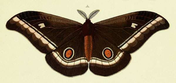 /filer/webapps/moths/media/images/A/alcinoe_Bunaea_Cramer_322_A.jpg