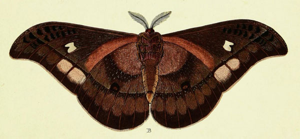 /filer/webapps/moths/media/images/A/alcinoe_Bunaea_Cramer_322_B.jpg