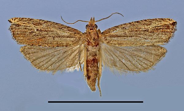 /filer/webapps/moths/media/images/A/alcyone_Bactra_HT_MRSN.jpg