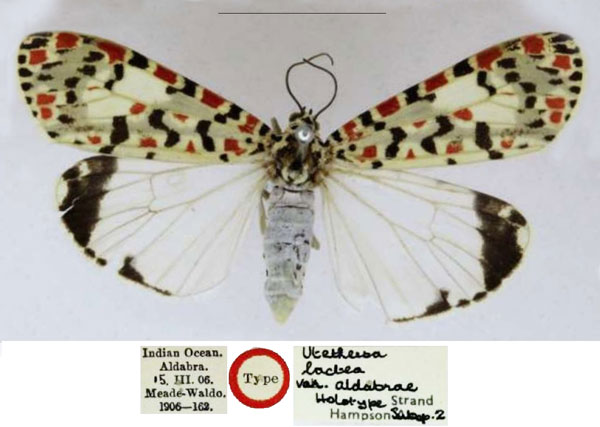 /filer/webapps/moths/media/images/A/aldabrae_Utetheisa_HT_NHMUK.jpg