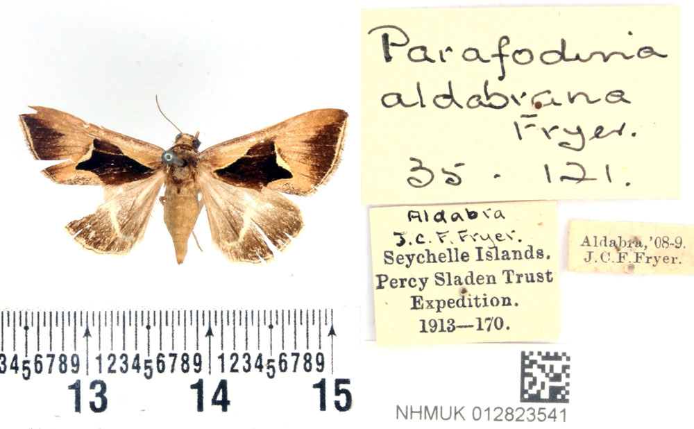 /filer/webapps/moths/media/images/A/aldabrana_Fodina_STF_BMNH.jpg