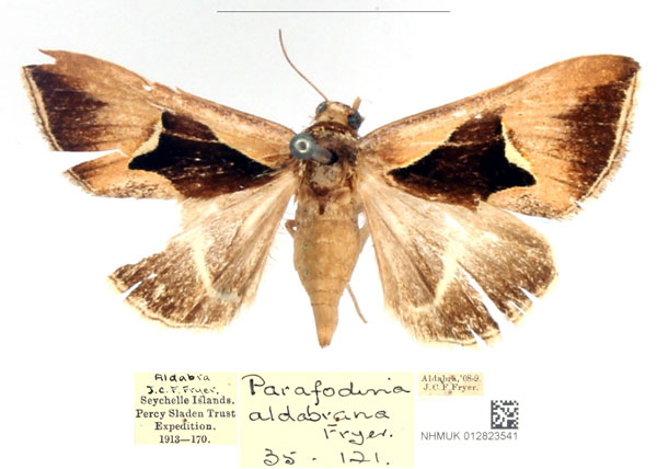 /filer/webapps/moths/media/images/A/aldabrana_Fodina_STF_BMNH_KMAN19E.jpg