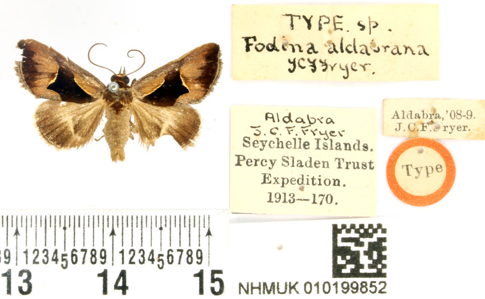 /filer/webapps/moths/media/images/A/aldabrana_Fodina_STM_BMNH.jpg