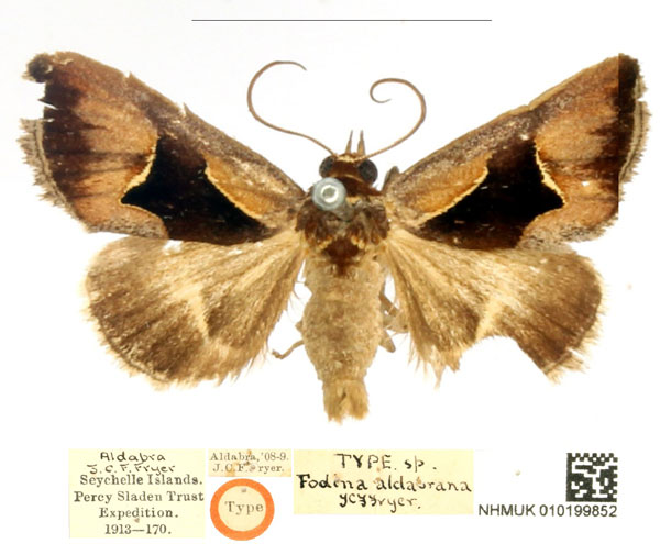 /filer/webapps/moths/media/images/A/aldabrana_Fodina_STM_BMNH_x0P9kfI.jpg