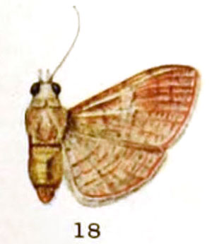/filer/webapps/moths/media/images/A/aldabrana_Rhodoneura_PLTF_Freyer_1-18.jpg