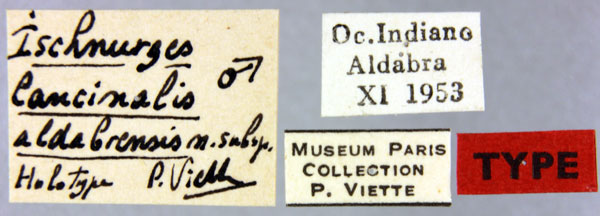 /filer/webapps/moths/media/images/A/aldabrensis_Ischnurges_HT_MNHNl.jpg
