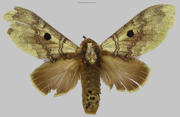 /filer/webapps/moths/media/images/A/alena_Gastroplakaeis_PTF_RMCA.jpg