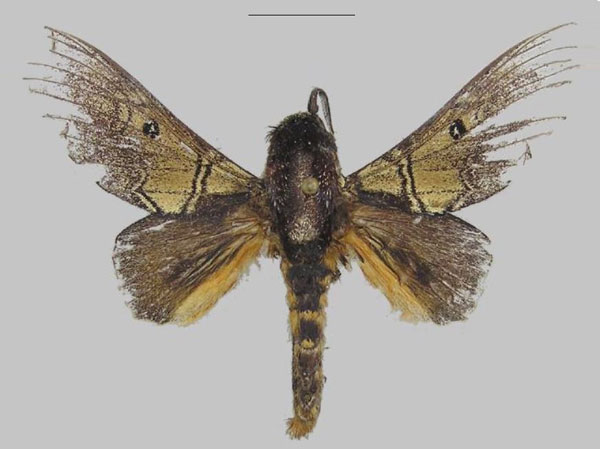 /filer/webapps/moths/media/images/A/alena_Gastroplakaeis_PTM_RMCA.jpg