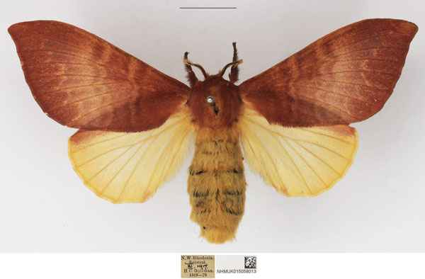 /filer/webapps/moths/media/images/A/alenica_Mallocampa_AF_NHMUK.jpg