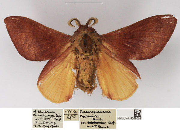 /filer/webapps/moths/media/images/A/alenica_Mallocampa_AM_NHMUK.jpg