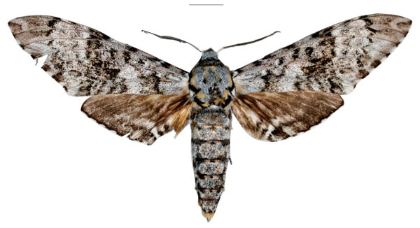 /filer/webapps/moths/media/images/A/alessandroi_Covelliana_HT_SMCR.jpg