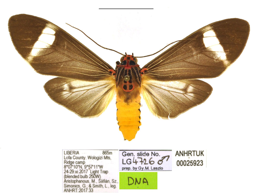 /filer/webapps/moths/media/images/A/alexandrae_Amerila_HT_ANHRT.jpg