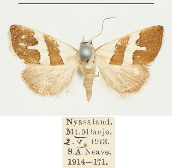 /filer/webapps/moths/media/images/A/alexi_Eublemma_A_BMNH.jpg