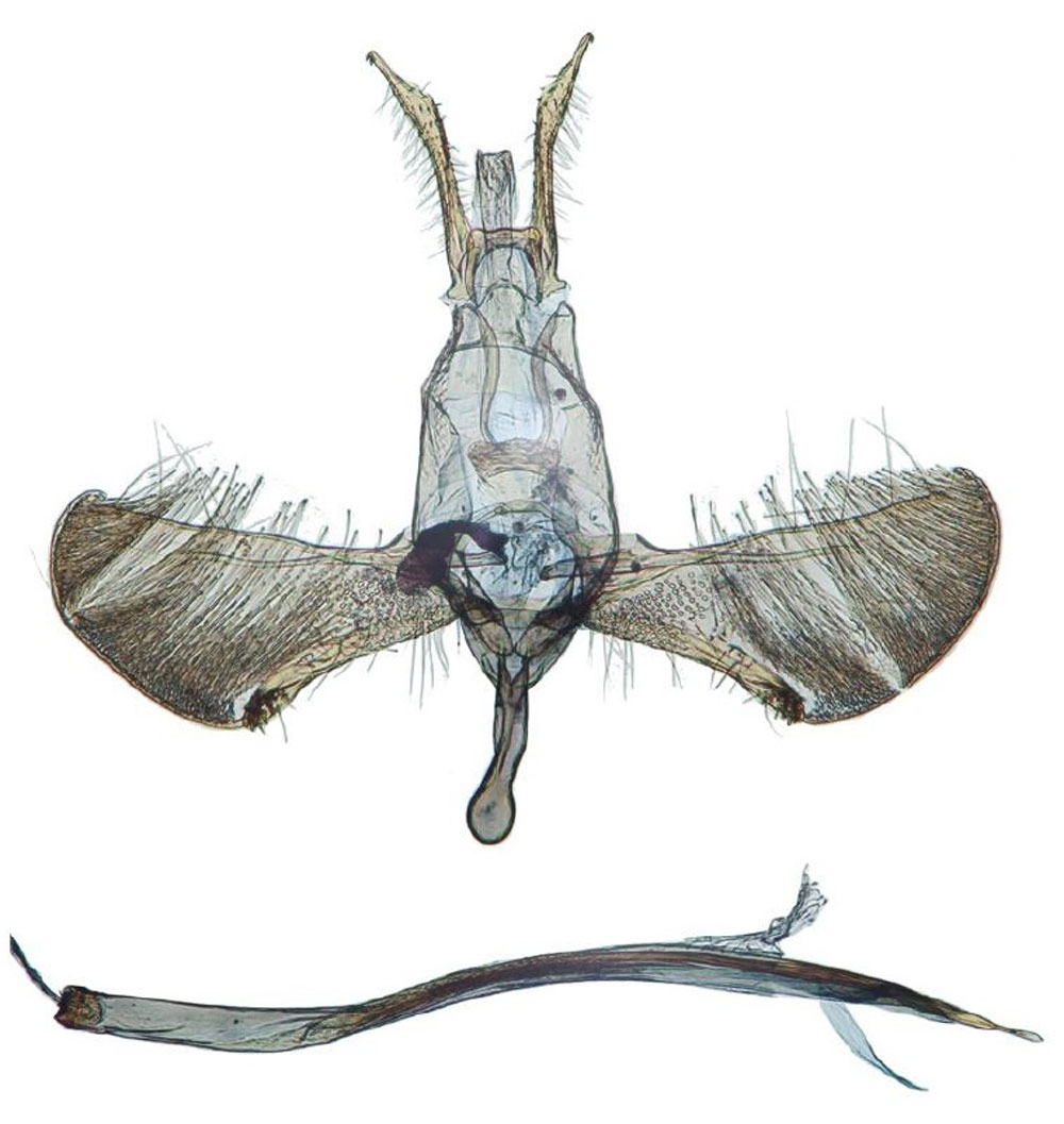 /filer/webapps/moths/media/images/A/alexi_Yponomeuta_GMPT_Agassiz_1329.jpg