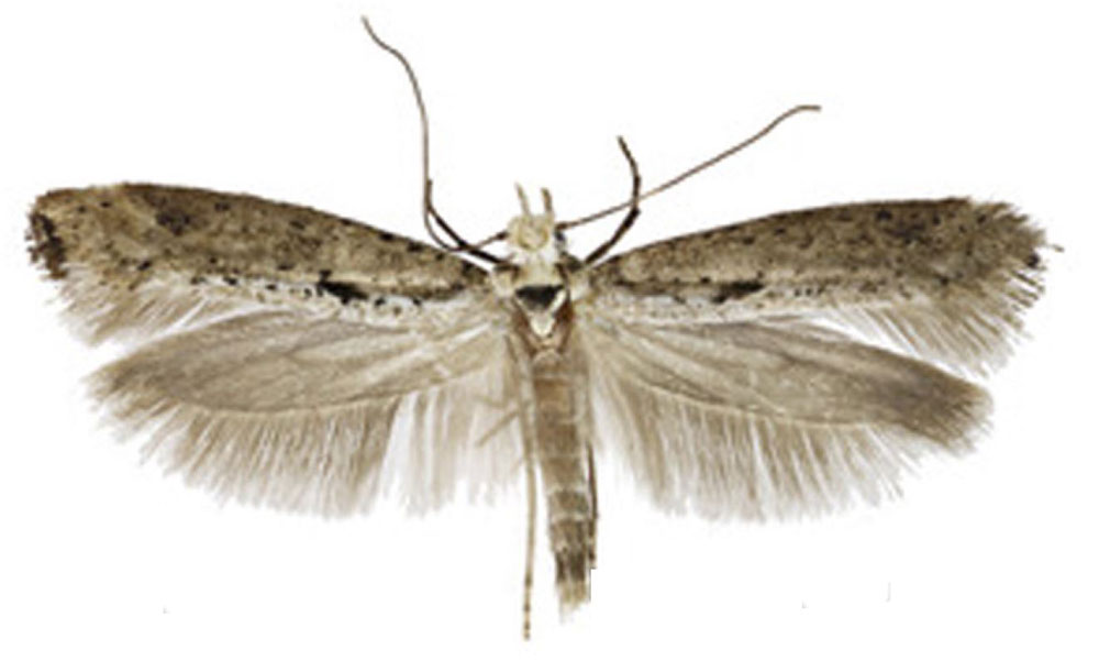 /filer/webapps/moths/media/images/A/alexi_Yponomeuta_PT_Agassiz.jpg