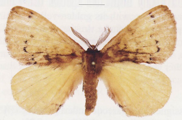 /filer/webapps/moths/media/images/A/alfredi_Cryptojana_HT_ANHRT.jpg
