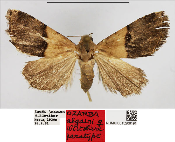 /filer/webapps/moths/media/images/A/algaini_Ozarba_PTF_NHMUK.jpg