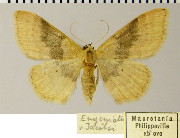 /filer/webapps/moths/media/images/A/algeriaca_Idaea_AF_ZSM_01.jpg
