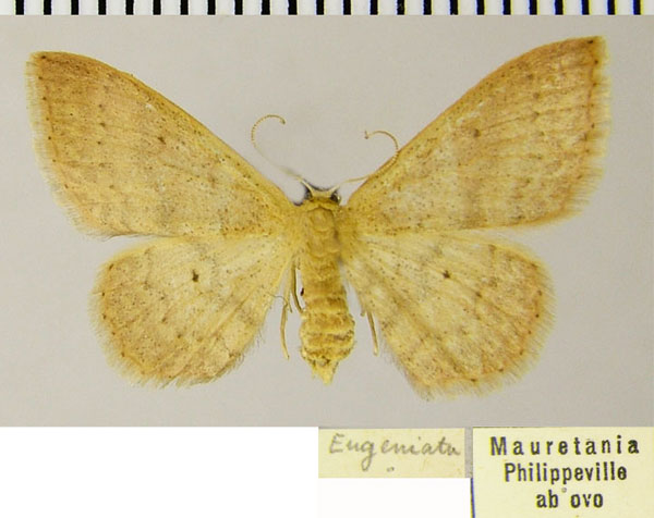 /filer/webapps/moths/media/images/A/algeriaca_Idaea_AF_ZSM_02.jpg