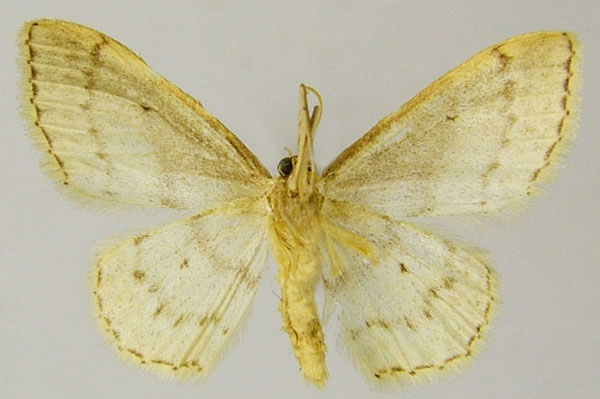/filer/webapps/moths/media/images/A/algeriaca_Idaea_AM_ZSMb.jpg