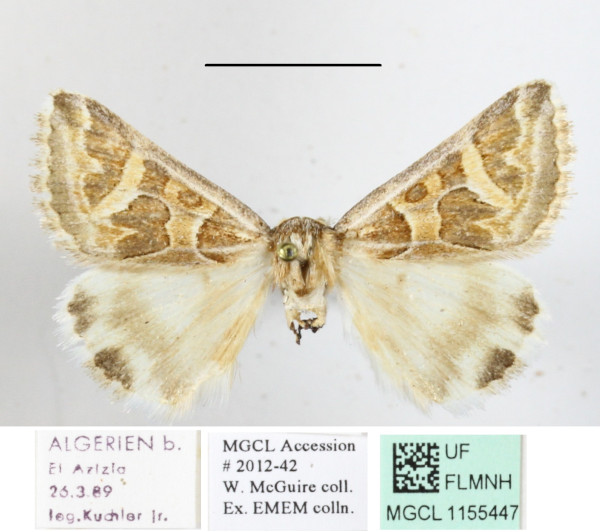 /filer/webapps/moths/media/images/A/algiriae_Cerocala_A_MGCLa_01.JPG