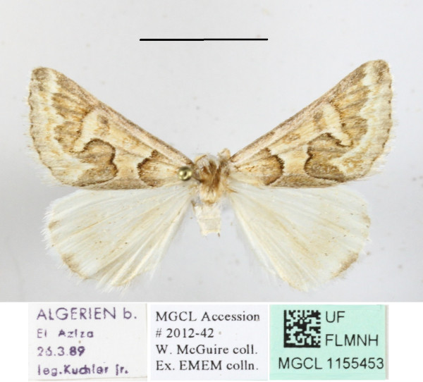 /filer/webapps/moths/media/images/A/algiriae_Cerocala_A_MGCLa_02.JPG