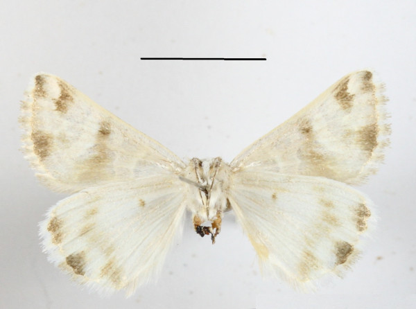 /filer/webapps/moths/media/images/A/algiriae_Cerocala_A_MGCLb_01.JPG