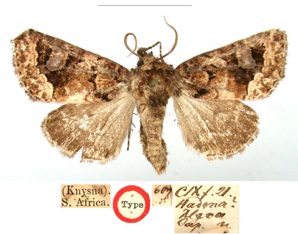 /filer/webapps/moths/media/images/A/algoa_Hadena_HT_BMNH_WYVFSGg.jpg