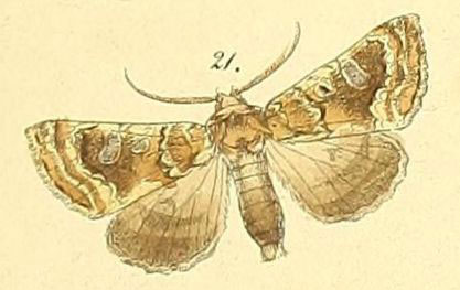 /filer/webapps/moths/media/images/A/algoa_Hypoplexia_Felder_109_21.jpg