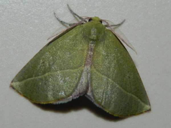 /filer/webapps/moths/media/images/A/algoaria_Drepanogynis_A_Grobler_01.jpg